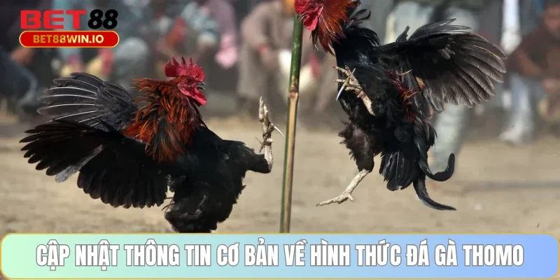 Cập nhật thông tin cơ bản về hình thức đá gà Thomo Bet88
