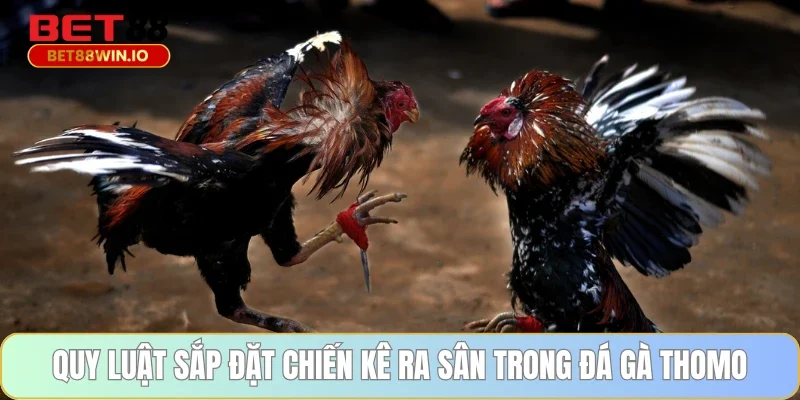 Quy luật sắp đặt chiến kê ra sân trong đá gà Thomo Bet88
